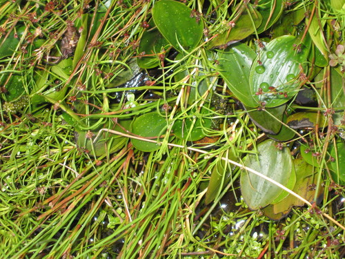 Floating Club-Rush (Isolepis fluitans)