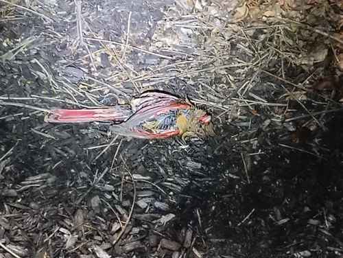 Northern Cardinal