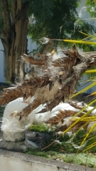 Tillandsia polystachia