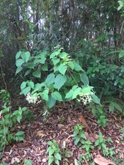 Clerodendrum villosum