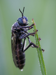 Dioctria atricapilla