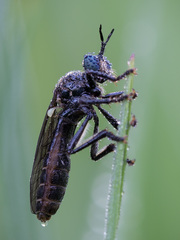 Dioctria atricapilla