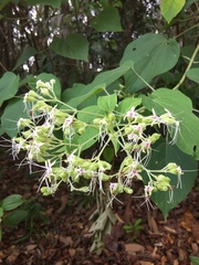 Clerodendrum villosum
