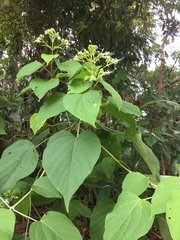 Clerodendrum villosum