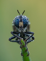 Dioctria atricapilla