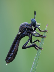 Dioctria atricapilla