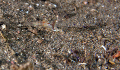 Cuapetes tenuipes