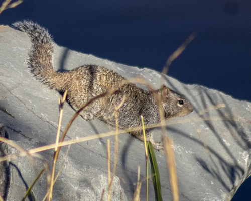 Ardillón de Rocas observed by marcopolo_amarillas