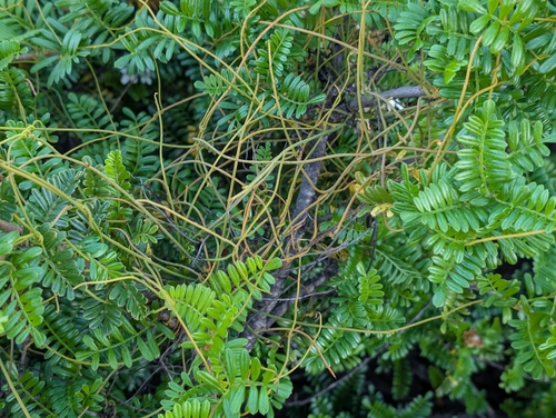 Cassytha filiformis observed 2026-01-13