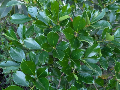 Psidium cattleianum