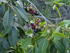 Syzygium cumini, recorded fruiting