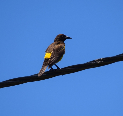 Yellow-rumped Marshbird (Pseudoleistes guirahuro), photo 1