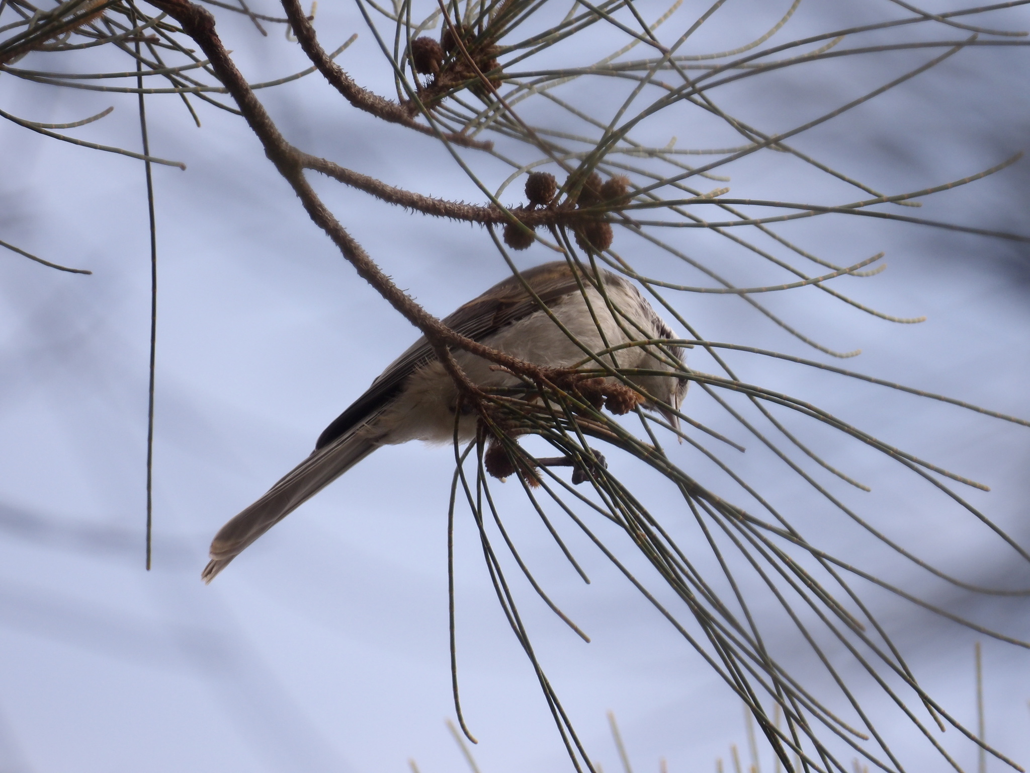 Striped Honeyeater (Plectorhyncha lanceolata), photo 2