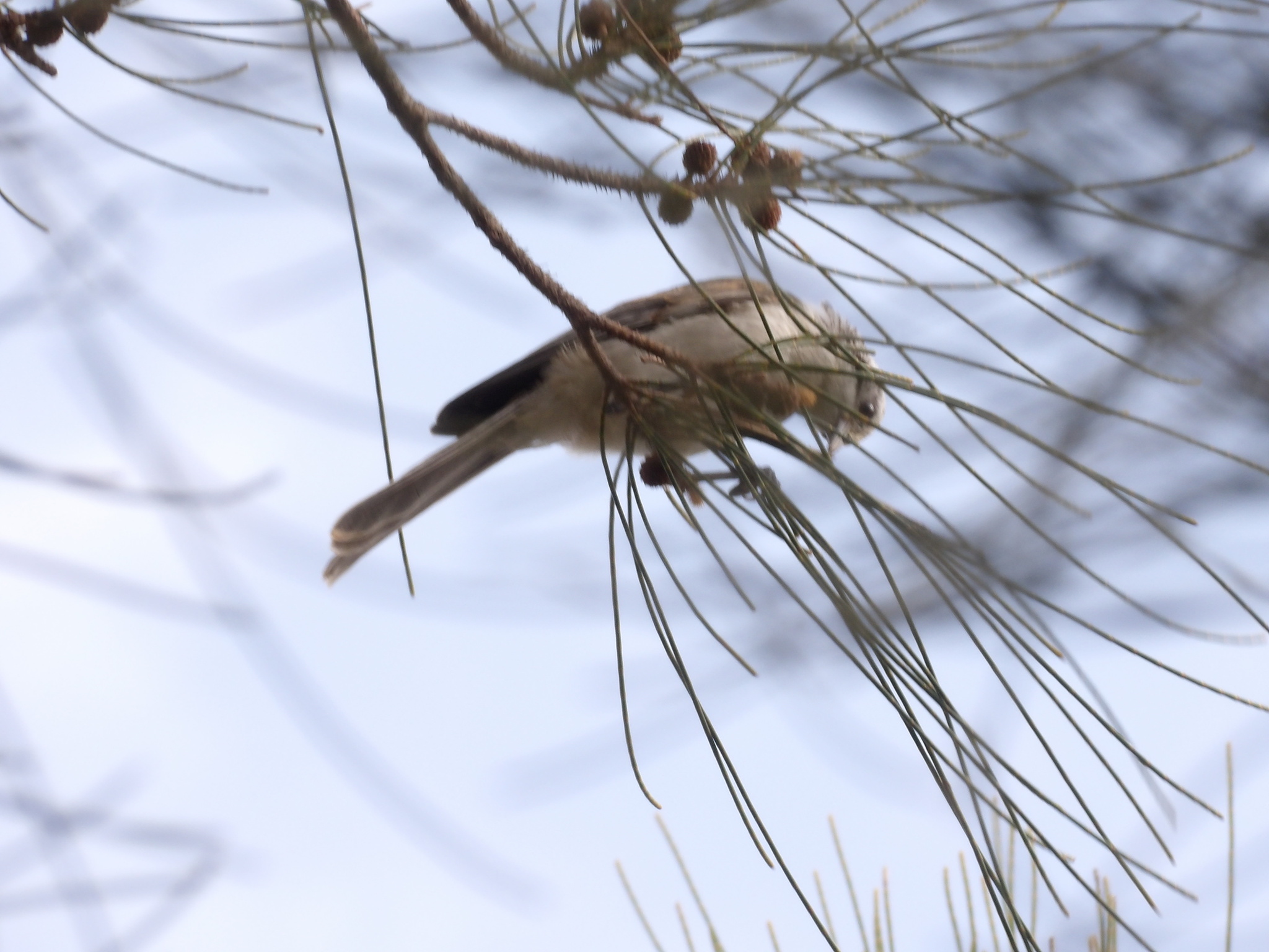 Striped Honeyeater (Plectorhyncha lanceolata), photo 3