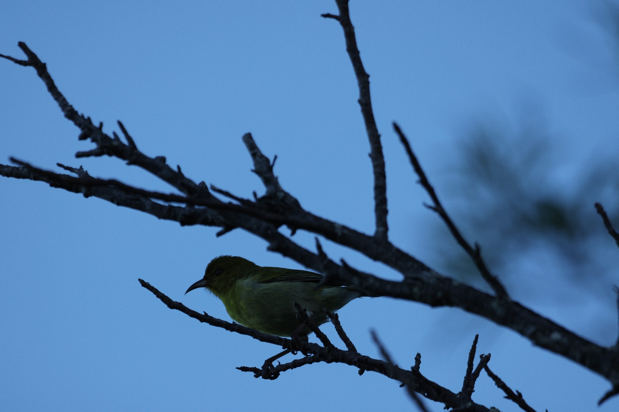 Oahu Amakihi (Chlorodrepanis flava), photo 2
