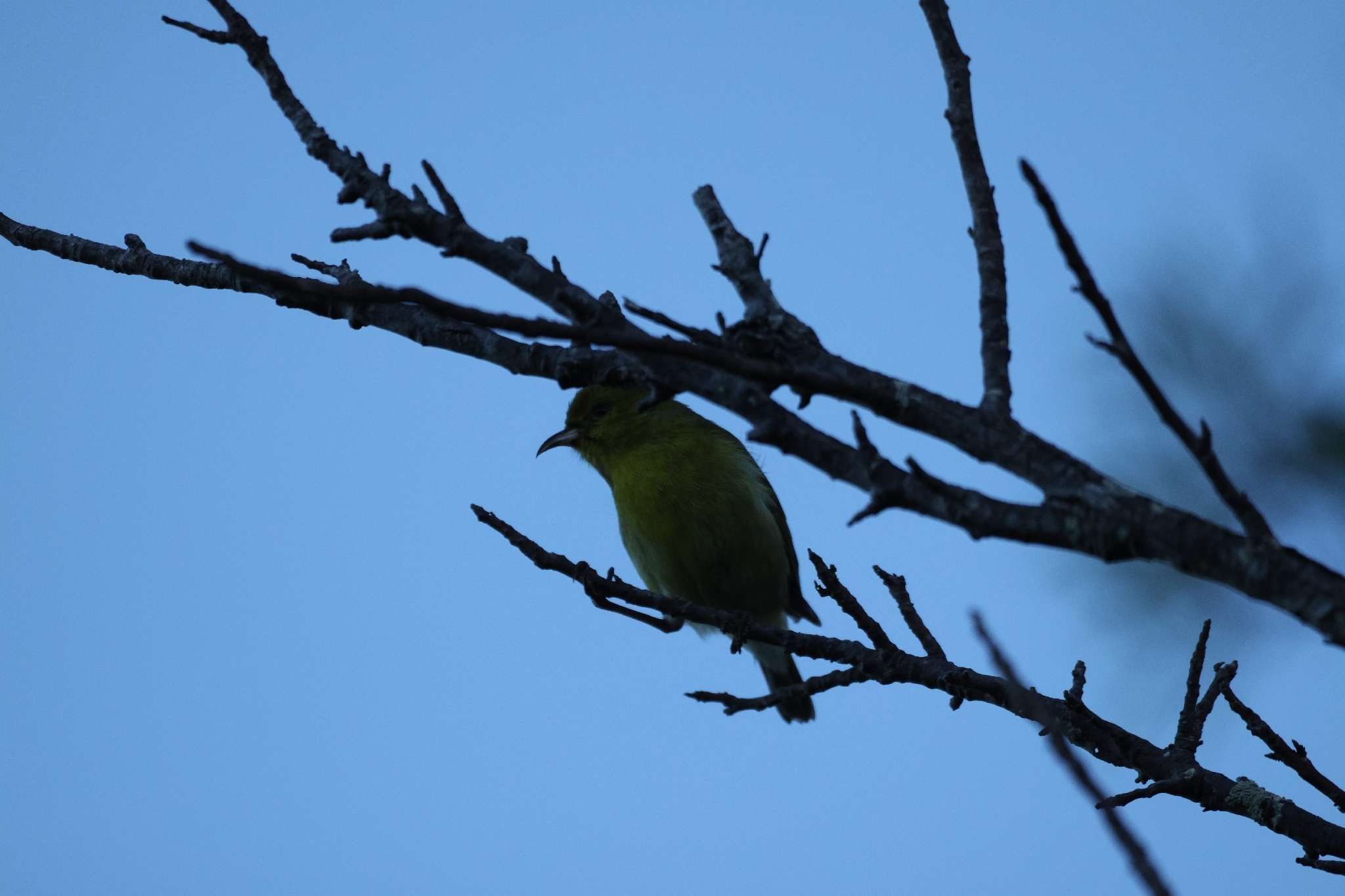 Oahu Amakihi (Chlorodrepanis flava), photo 3