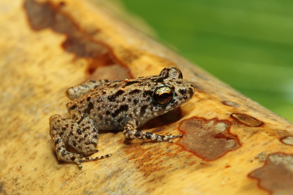 Seychelles Frog
