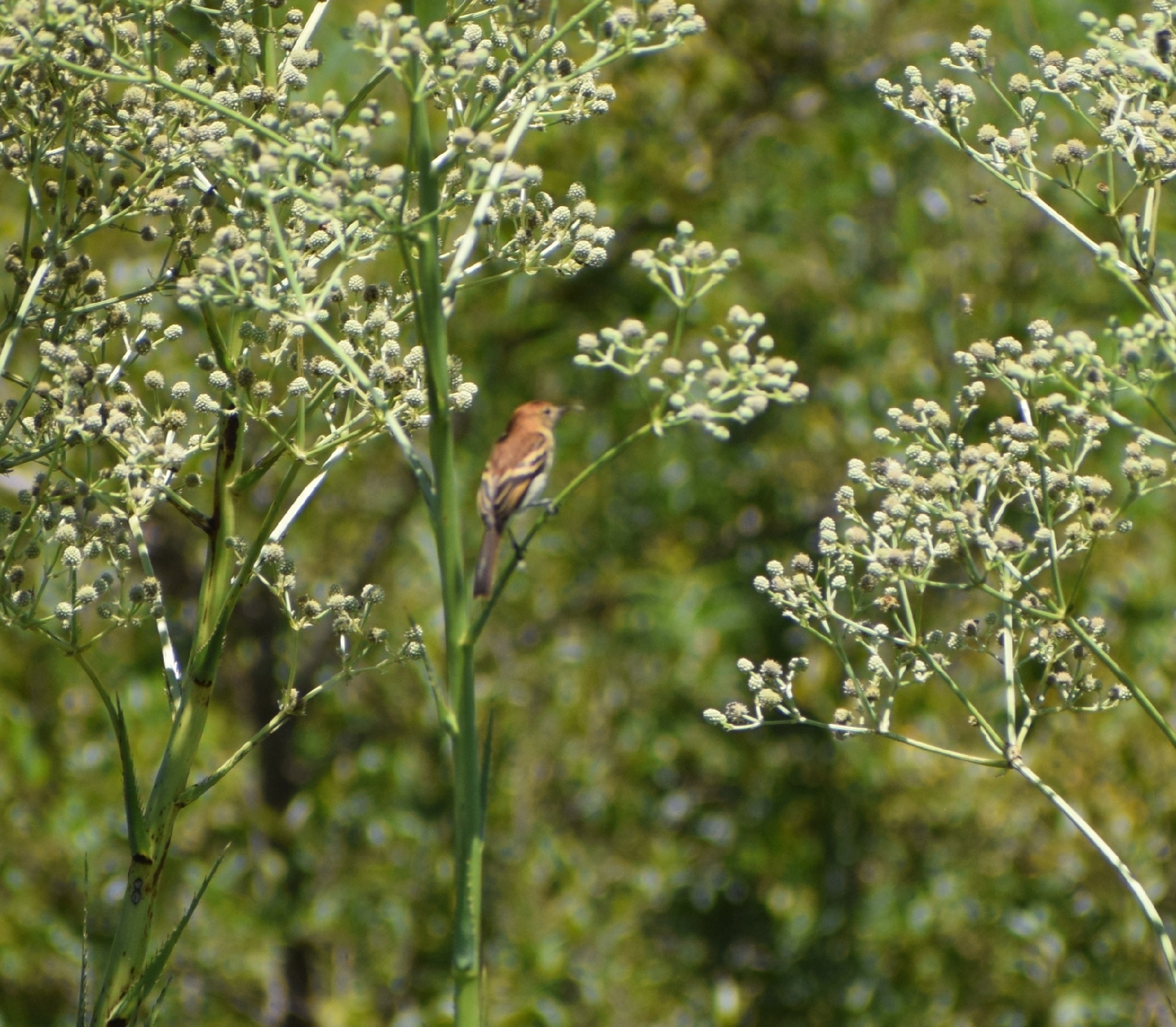 Bran-colored Flycatcher (Myiophobus fasciatus), photo 6