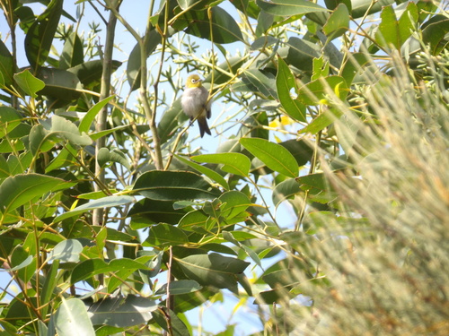 Silvereye (Zosterops lateralis), photo 4