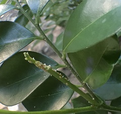 Diaphorina citri