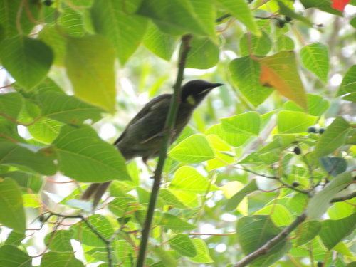 Lewin's Honeyeater (Meliphaga lewinii), photo 7