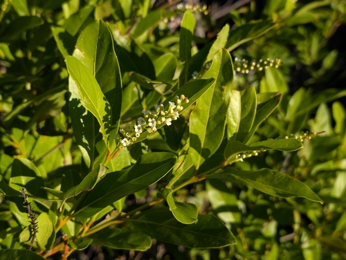 Fiddlewood (Citharexylum caudatum)