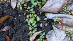 Ludwigia repens