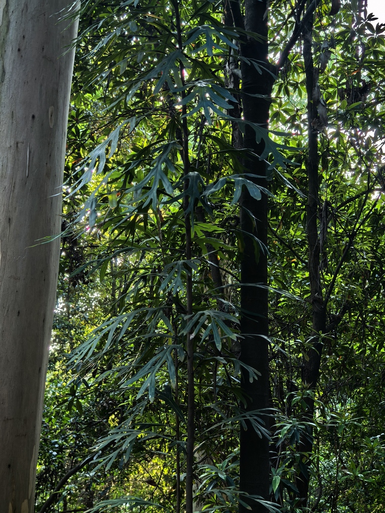 bàn tay ma (Heliciopsis lobata)