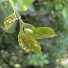 Diaphorina citri