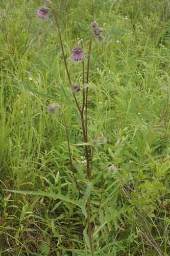 Cirsium pectinellum iNat (2)