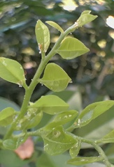 Diaphorina citri