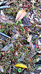 Ludwigia repens