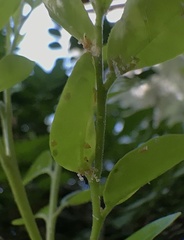 Diaphorina citri