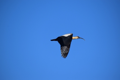 Buff-necked Ibis (Theristicus caudatus), photo 6