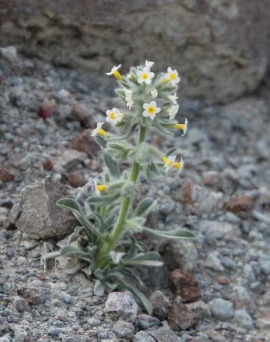 Longflower Cryptantha (Oreocarya longiflora)