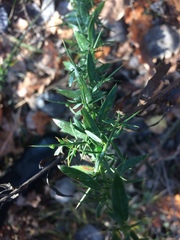 Genista germanica