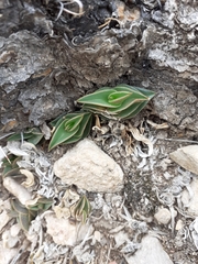 Callisia navicularis