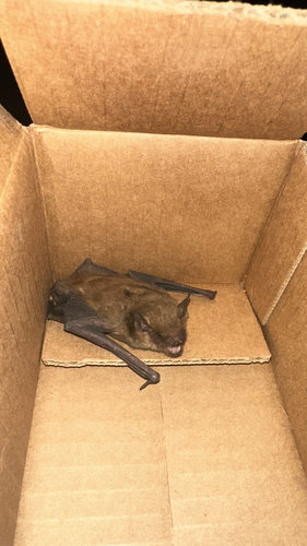 Big Brown Bat observed by henk26879