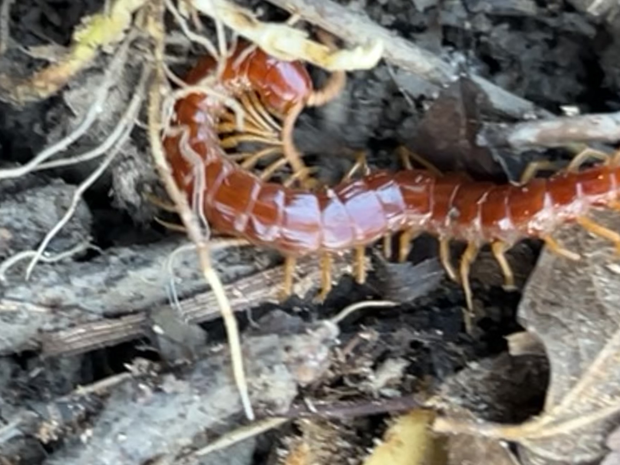 Scolopocryptops sexspinosus Say, 1821