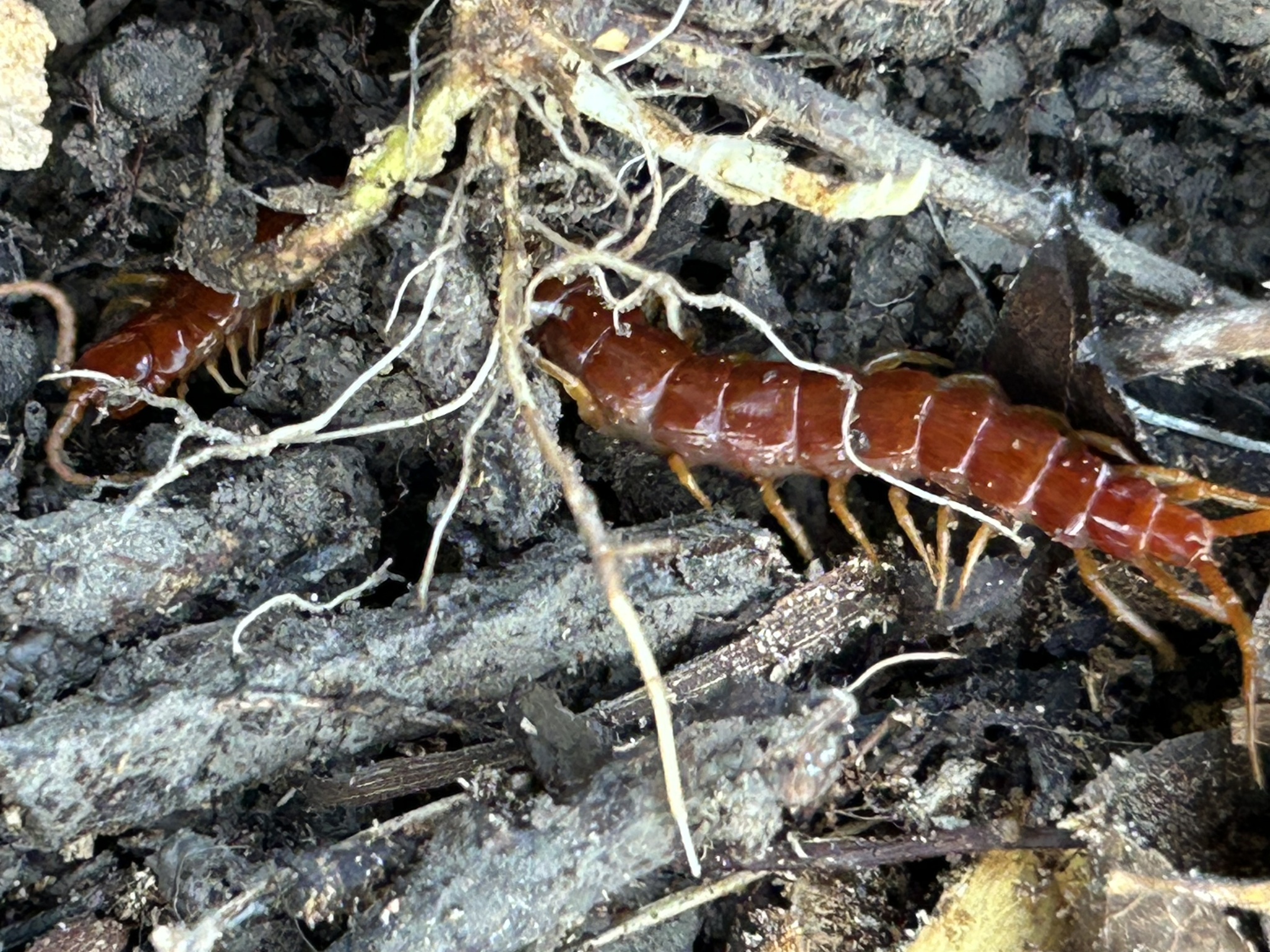 Scolopocryptops sexspinosus Say, 1821