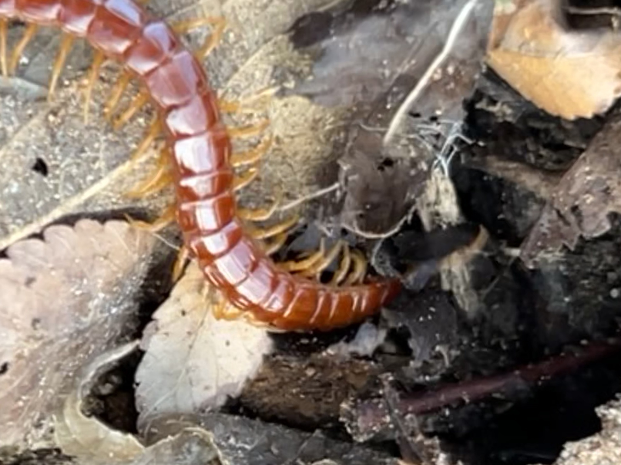 Scolopocryptops sexspinosus Say, 1821