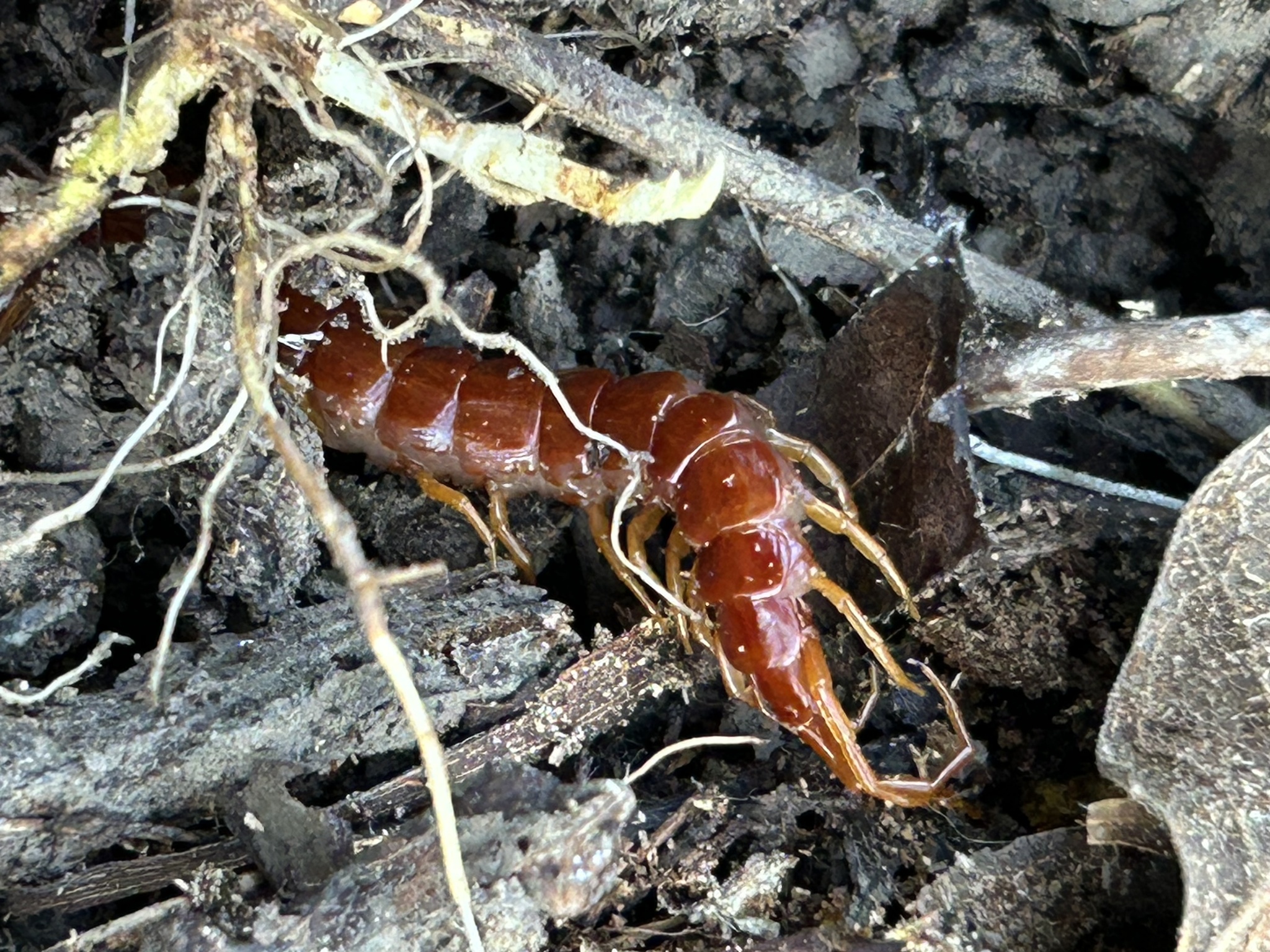 Scolopocryptops sexspinosus Say, 1821