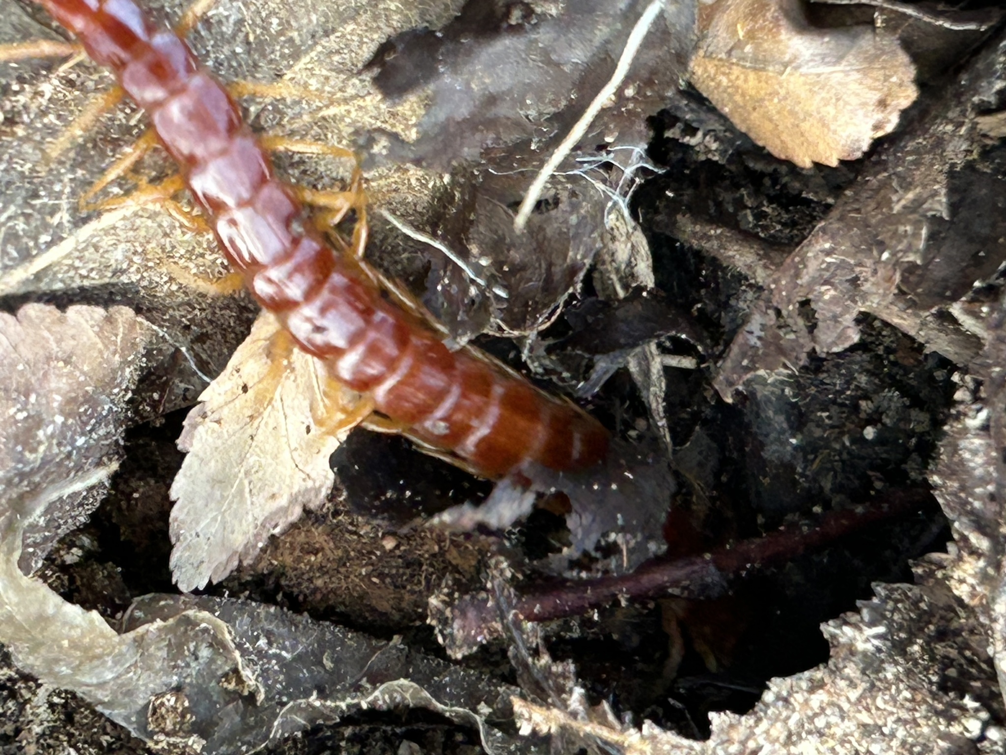Scolopocryptops sexspinosus Say, 1821