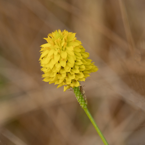 Yellow Bachelor's Button (Senega rugelii)