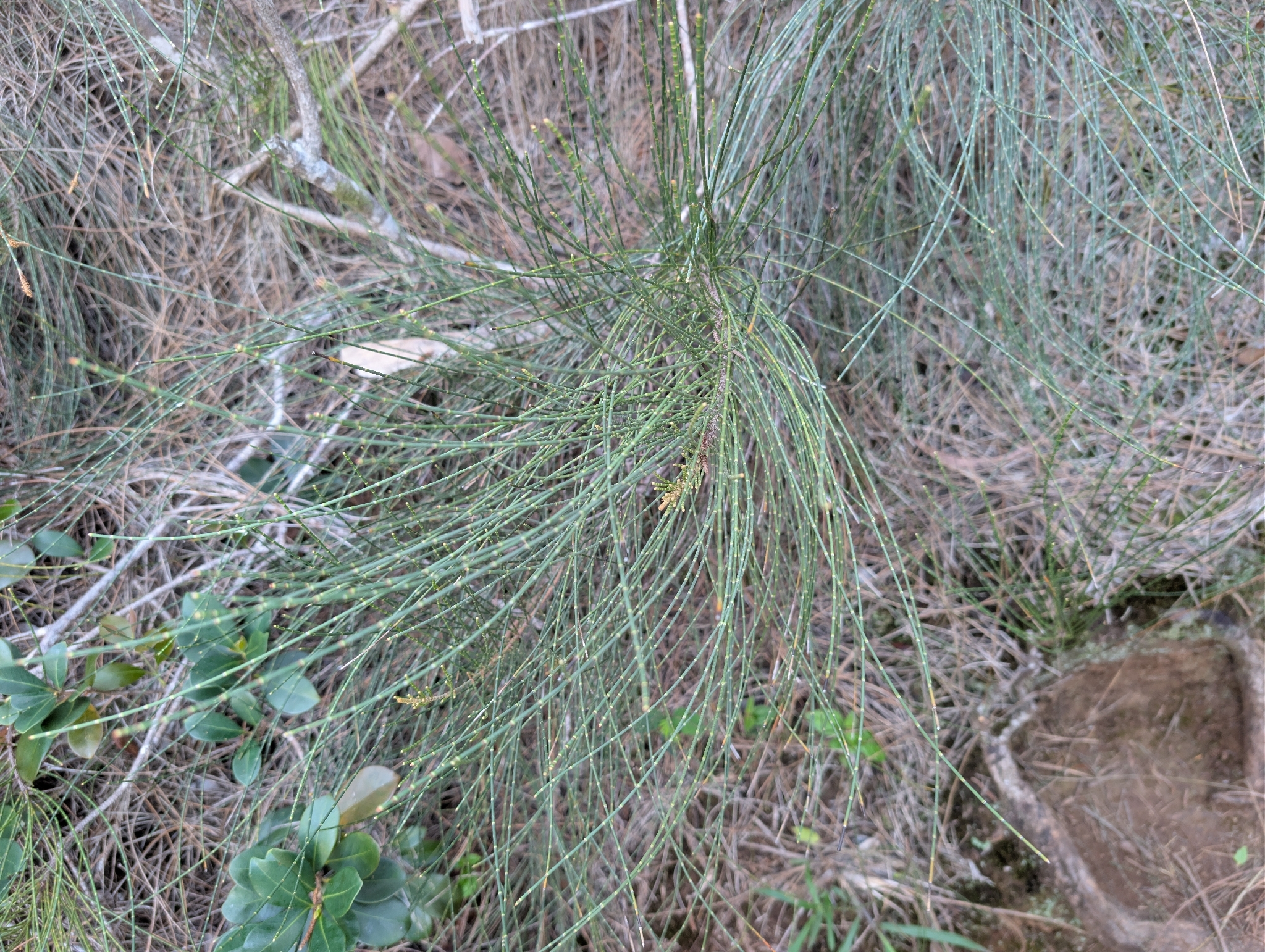 Foto de Casuarina equisetifolia L.