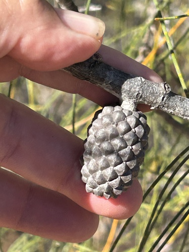 Allocasuarina huegeliana, 2025-12-10