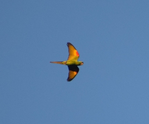 Pavuasittich (Psittacara leucophthalmus)