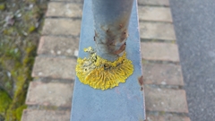 Xanthoria parietina