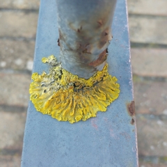 Xanthoria parietina
