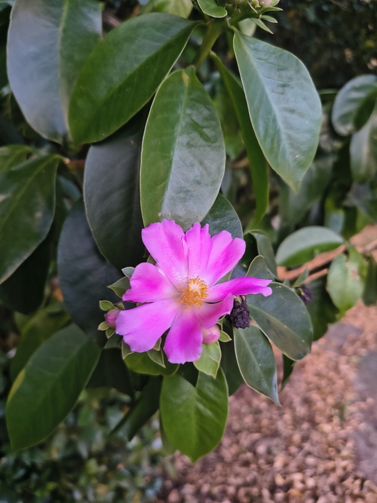 Diệp long lá to – Pereskia grandifolia